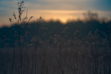 Obraz premium Grass in the National Park Lobau in Lower Austria as the sun is rising over the trees.