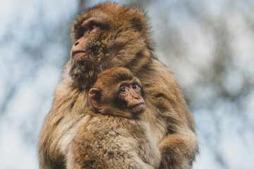 Little Barbary macaque cub snuggles up to his mother