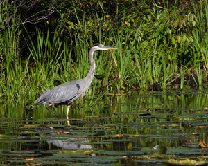 Great blue heron, eastern Ontario