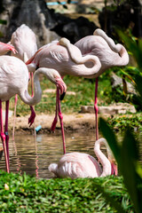 Flamingos birds standing and find food in the lake on summer.