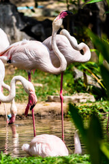 Flamingos birds standing and find food in the lake on summer.