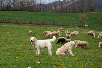 Fototapeta premium Cani da Pastore