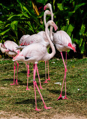 Flamingos birds standing and find food in the lake on summer.
