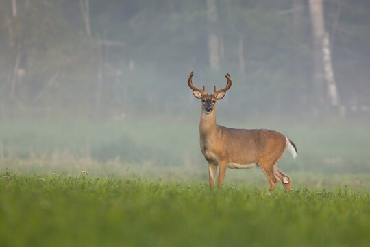 White-tailed deer, odocoileus virginianus, buck watching on green meadow in summer misty morning. Wild animal standing in grass and looking into camera.