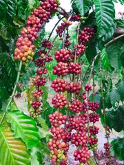 Red Coffee bean and green leaf on tree in the farm