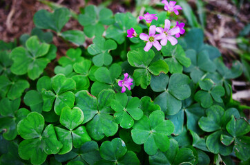 Natural lighting, low exposure of clovers in the grass. Fresh green clovers and purple flowers. Beautiful contrasting colors and lush flowers in a meadow in Puerto Rico. 