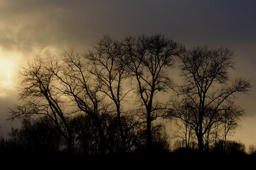 Silhouettes of bare  trees on a cloudy evening sky.