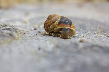 A lone snail cowers in its shell on a stone walkway