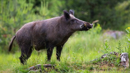 Proud wild boar, sus scrofa, with white tusks sniffing on green glade in summer nature. Dominant male mammal smelling something on meadow from side view.