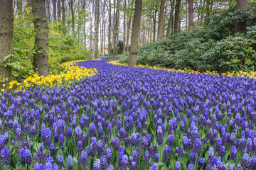 A carpet of muscari blankets a pathway leading into the forest