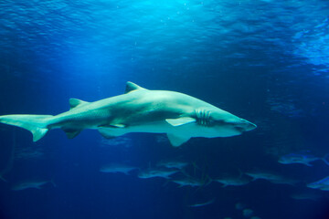 Fototapeta premium Great lone shark in the ocean