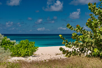 palm trees on the white beach in the Caribbean, Anguilla island of the Antilles
