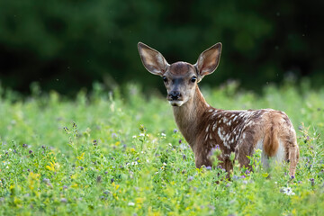 Cute red deer, cervus elaphus, fawn looking back on a green meadow in summer nature. Adorable young wild animal with white spots on fur observing on field with copy space.