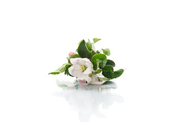 small bouquet of pink spring flowers of the apple tree