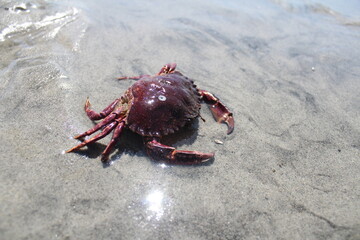 crab on the sand