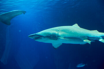 Great lone shark in the ocean