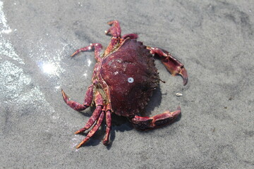 crab on the beach