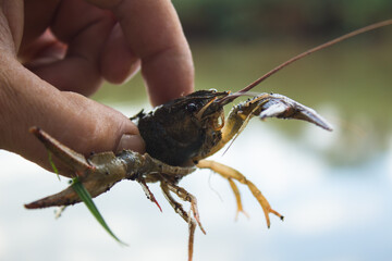 River cancer in the male hand close-up