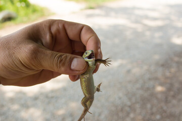 Lizard with open mouth in a male hand close-up