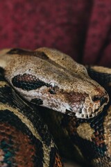 close up of a python
