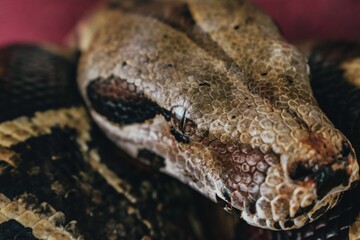 close up of a python