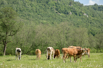 Fototapeta na wymiar Young cows graze in a meadow on a background of mountains.