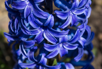 Bright early flower closeup