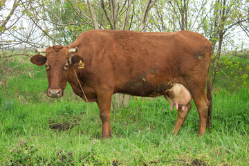 Red cow chews grass on a clearing in the spring close-up