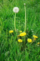 Many yellow and one dandelion with open parachutes on a glade close-up