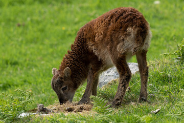Fototapeta premium Soay Sheep on St Kilda