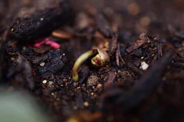 Macro photography of a cannabis seedling emerging from the ground, Medical marijuana seedling growing, germinating seed. Soft focus of seed emerging from soil. Organic hemp seed growing. 