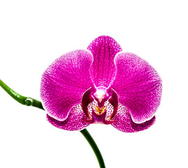 Red orchid flower isolated on white background