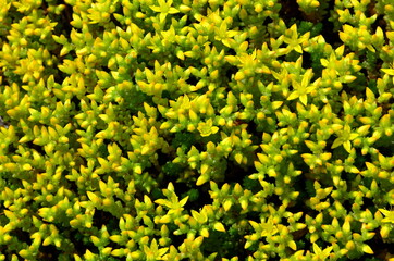 Small wildflowers stonecrop caustic in early summer.