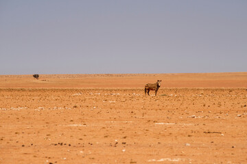 mountain zebra in desert