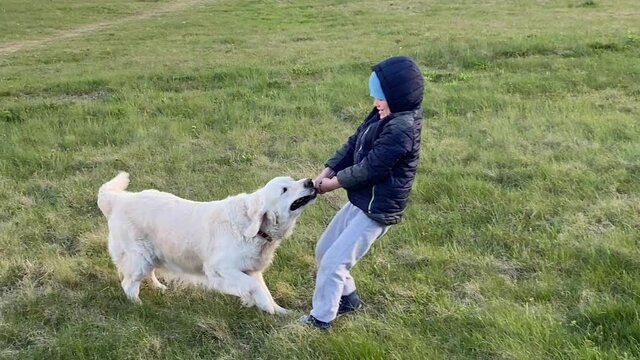 beauty of slow motion. a little boy plays with a dog in nature, takes a stick from her.