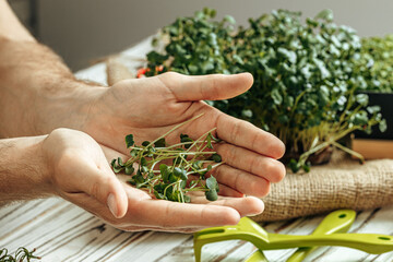 Male hands holding micro green sprouts, close up