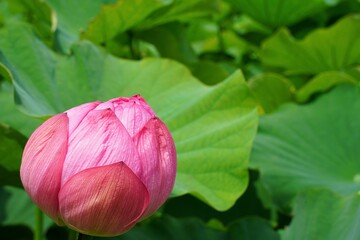 Beautiful light green lotus leaves and lotus flower buds. At Japanese garden in Kanagawa, Japan.　Sankeien garden.