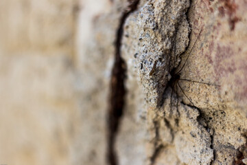 stone wall texture with a close up of a spider