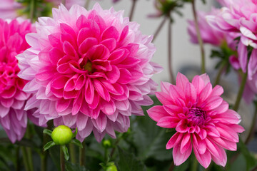 Macro shot of a pink dahlia.