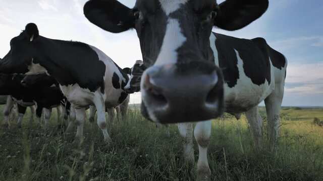 Curious Holstein dairy cow stops grazing to stare into camera. Small herd.