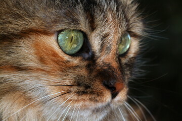 Fluffy with the beautiful eyes