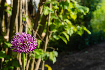Purple lupine or lupine flower on blurry dark green background. Selective focus. Close-up. Lupine purple. Purple flowers as natural flower background or wallpaper concept. There is place for your text