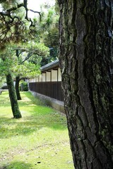 Fototapeta premium Pine trees and Japanese old style architecture white wall. At Kanagawa, Japan.
