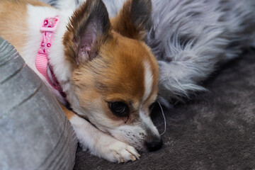 chihuahua puppy on a fluffy pillow