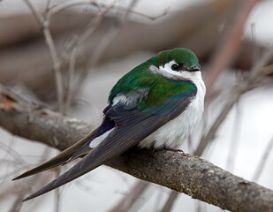 Violet-green Swallow perched during spring migration