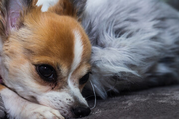 chihuahua puppy on a fluffy pillow