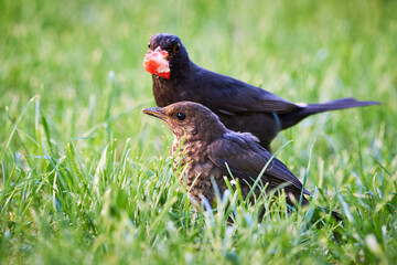 Common blackbird feeding chick with strawberry (Turdus merula)