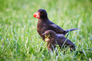 Common blackbird feeding chick with strawberry (Turdus merula)