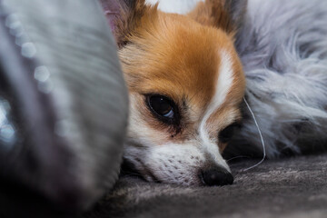 Cute Chihuahua dog sleeping on fluffy pillow