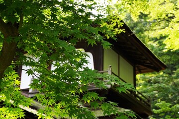 Fototapeta na wymiar Japanese style old wooden house with garden. Kanagawa, Japan.